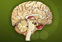 Tecknad bild av en hjärna.